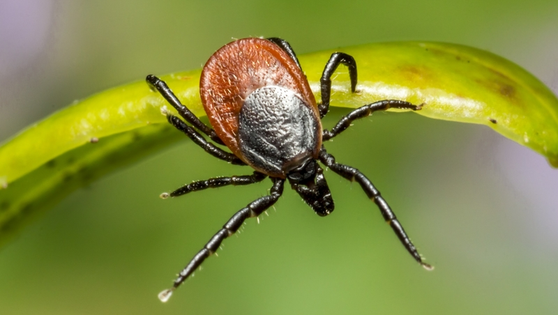 Клещи выходят на охоту утром и вечером – врач из Будённовска
