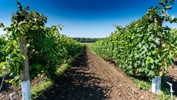 Почти 700 га виноградников обработают аграрии Будённовского округа