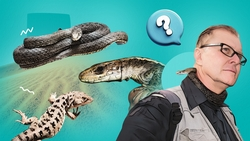 «Змея – идеальное домашнее животное»: как будённовский биолог уживается под одной крышей с десятью рептилиями