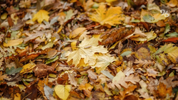 В Будённовском округе решат проблему с вывозом листвы