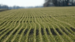 Ставропольские аграрии приступают к азотной подкормке озимых культур