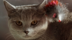 Ставропольский ветеринар посоветовала перед окрашиванием шерсти проверить животных на аллергию