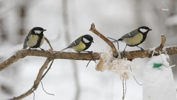 Будённовский орнитолог: Кормушки увеличивают выживаемость птиц зимой до 60%