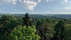 Санитарно-оздоровительные мероприятия проводят в ставропольских лесах
