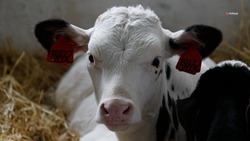 Молочная ферма развивается в Будённовском округе благодаря господдержке 