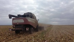 Аграрии семи округов Ставрополья приступили к уборке посевной кукурузы