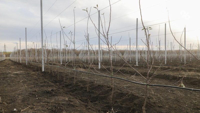 Около 312 млн рублей получили питомниководы Ставрополья