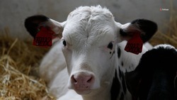 Племенные хозяйства Ставрополья могут компенсировать 50% расходов на покупку молочного молодняка