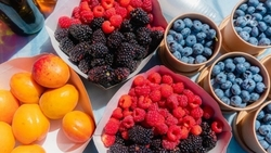 Фестиваль-дегустация варенья пройдёт 18 августа в Будённовске