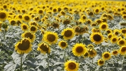 Новые меры поддержки аграриев-семеноводов разработают на Ставрополье