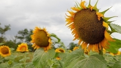 Свыше 350 тыс. тонн семян подсолнечника собрали на Ставрополье