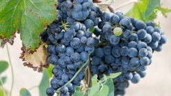 Более 60 видов винограда выращивают на Ставрополье