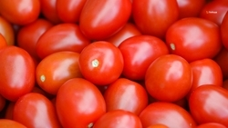 На полках торговых сетей Ставрополья растёт количество местной продукции 