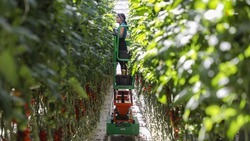 Ставрополье на 20% увеличило производство овощей закрытого грунта