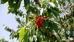 На Ставрополье ежегодно площадь садов растёт на 600 га — губернатор Владимиров