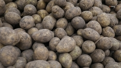 В Будённовском округе начался сев раннего картофеля и овощей