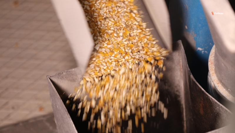 Ставрополье вошло в десятку регионов-лидеров по объёму посевов кукурузы