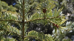 Пустырь в Будённовске засадят молодыми деревьями