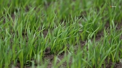 Сев озимых нужно закончить в оптимальные сроки — глава Ставрополья