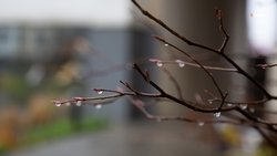 Жителей Будённовского округа предупредили о ливнях с градом и ветром