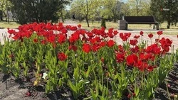 В Будённовском округе в порядок привели около 360 тыс. кв. м территорий