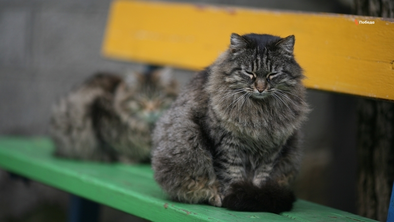 В Ставропольском крае летом заработают три приюта для уличных животных 