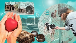 «Спасаем  тех, кто мёрзнет на улице»: будённовские волонтёры – о создании приюта для безнадзорных животных