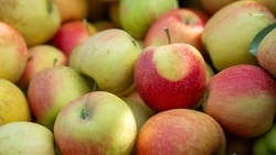 В Ставропольском крае садоводы убрали 50% урожая яблок