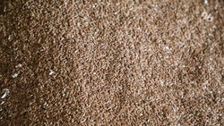 Жителям Ставрополья рекомендуют покупать семена в профильных магазинах