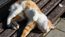 Погода в январе 2025 года на Ставрополье теплее нормы – метеоролог