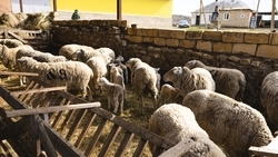 Льготные кредиты на 10 млрд рублей одобрили аграриям Ставрополья