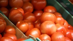 Ставропольские аграрии собрали первую тонну томатов 