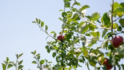 Суперинтенсивный сад появился в сельской школе Будённовского округа