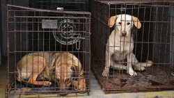 Около десятка бездомных собак Будённовского округа доставили в приют