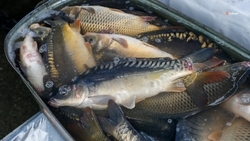 Ставрополье в пять раз нарастило экспорт рыбной продукции