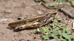 На Ставрополье запасли средства от саранчи для 280 тыс. га угодий – губернатор