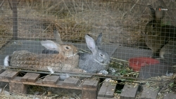 Эко-ферму в Будённовском округе развивают при помощи гранта