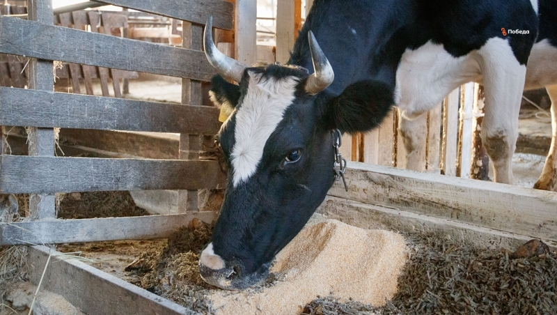На орловской ферме производили масло из неизвестных компонентов
