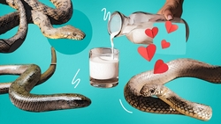 Узорчатые, гремучие и ломкие: какие змеи обитают в Будённовском округе и стоит ли их бояться