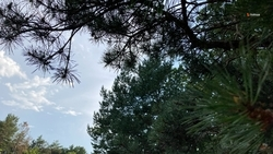 Глава Ставрополья дал поручение по восстановлению лесополос