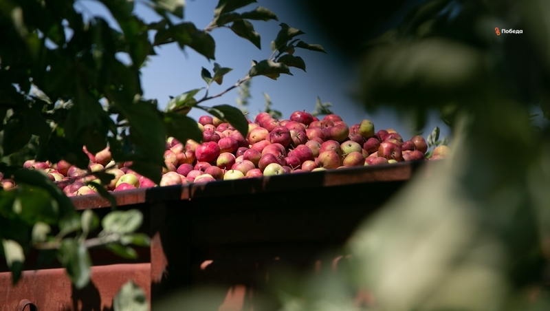 Агропроекты шестерых ветеранов и участников СВО на Ставрополье получили поддержку