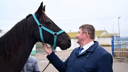 Глава Будённовского округа проверил лошадей в прасковейской спортшколе