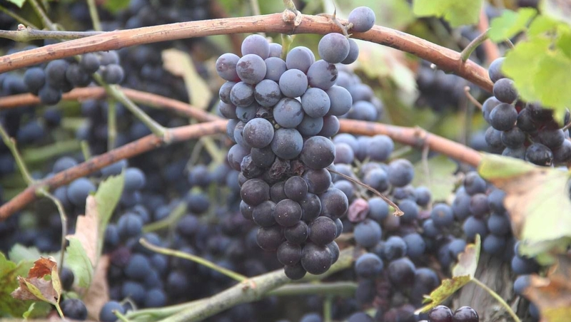 Аграрии Ставрополья повысили урожайность винограда почти вдвое