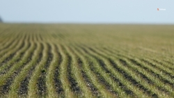 Противоградовые установки защитили около 3 тыс. га посевов Ставрополья