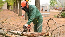 В Будённовске устраняют сухие деревья после обращения жителей