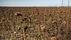 Аграрии Ставрополья собрали 86,9 тыс. тонн семян подсолнечника