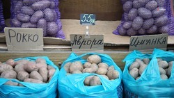 Урожай картофеля  на Ставрополье увеличился на 25% в 2023 году 