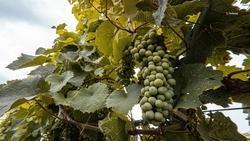 В Будённовском округе приступили к сбору винограда 