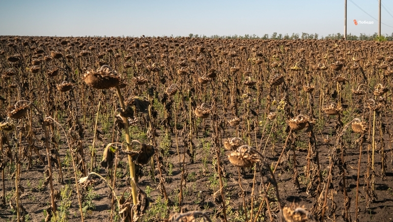 Аграрии Ставрополья собрали 86,9 тыс. тонн семян подсолнечника