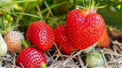 В высокоинновационной теплице Ставропольского края выращивают до 700 тонн клубники каждый год